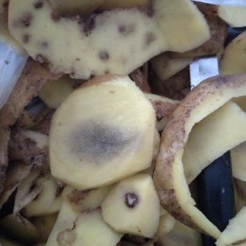 Koop Market Aldığım Patatesler Sürekli Çürük Ve Kullanılamaz Çıkıyor!