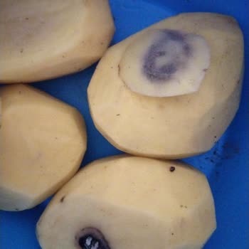 Koop Market Aldığım Patatesler Sürekli Çürük Ve Kullanılamaz Çıkıyor!