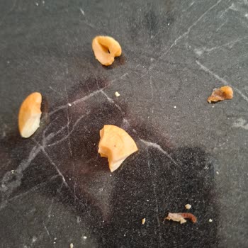 Migros'tan Alınan Kaju Fıstığında Kurt Çıkması Ve Hijyen Endişesi