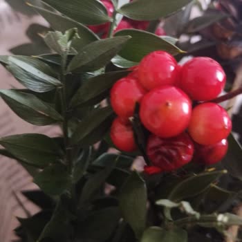 Çiçek Sepeti Siparişim Eksik Ve Hasarlı Geldi İptal Talebim Reddedildi