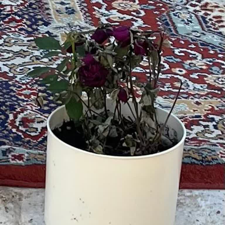 Çiçek Sepeti Aldığım Canlı Güller İlk Günden Soldu, Hayal Kırıklığı Yaşadım