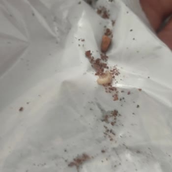 Tarihi Geçmemiş Eti Kurabi'den Kurt Ve Yabancı Madde Çıkması