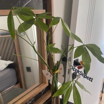 Çiçek Sepeti'nden Görselden Farklı, Sorunlu Ürün Ve Yetersiz Çözüm Süreci Mağduriyeti