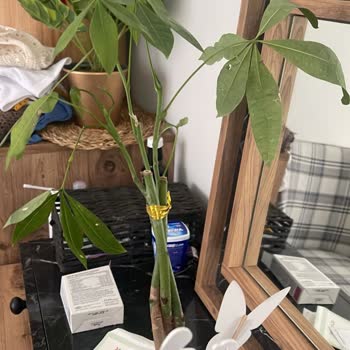 Çiçek Sepeti'nden Görselden Farklı, Sorunlu Ürün Ve Yetersiz Çözüm Süreci Mağduriyeti