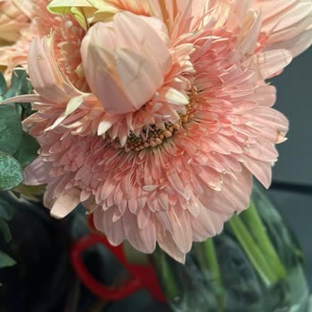 Hayal Kırıklığı Yaratan Çiçek Ve Yetersiz Müşteri Hizmeti