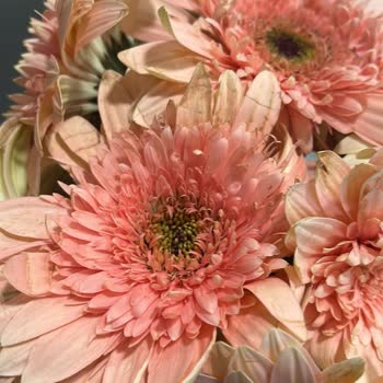 Hayal Kırıklığı Yaratan Çiçek Ve Yetersiz Müşteri Hizmeti