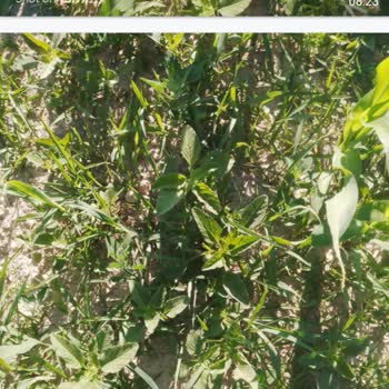 Kullandığım Tarım İlacı Hiçbir Etki Göstermedi, İade Talebim Reddedildi