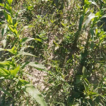 Kullandığım Tarım İlacı Hiçbir Etki Göstermedi, İade Talebim Reddedildi