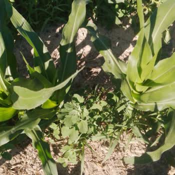 Kullandığım Tarım İlacı Hiçbir Etki Göstermedi, İade Talebim Reddedildi