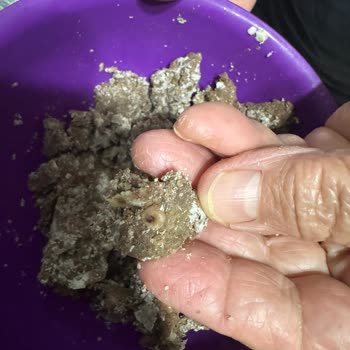 @Rize. Sarkuterim Kavurmanın İçinden Ciğer Parçası, Sinir Ve Yoğun Yağ Çıktı!