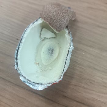 Kinder Sürprise Çikolatasında Kötü Koku Ve Küf: Sağlık Endişesi Ve Hayal Kırıklığı