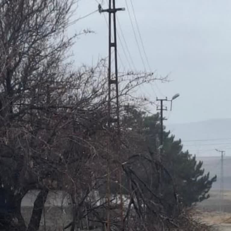 Medaş’tan İzin Almadan Bahçeye Giriş Ve Kayısı Ağaçlarına Zarar