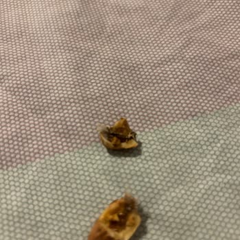 Tadım Kavrulmuş Badem İçinde Ölü Böcek Tespiti Ve Güven Kırılması