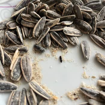 Çekirdekte Böcek Şoku: Hijyen Ve Güven Kaybı