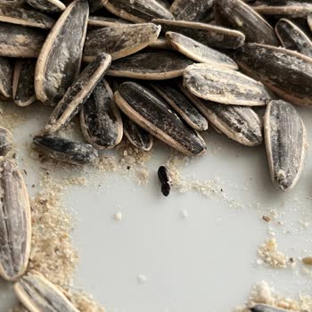 Çekirdekte Böcek Şoku: Hijyen Ve Güven Kaybı