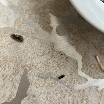 Çekirdekte Böcek Şoku: Hijyen Ve Güven Kaybı