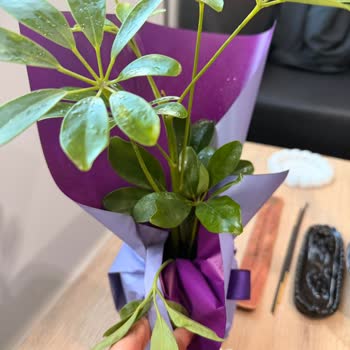 Lemon Schefflera Görseline Uymayan Kurumuş Ve Yanlış Boyutta Çiçek Teslimatı