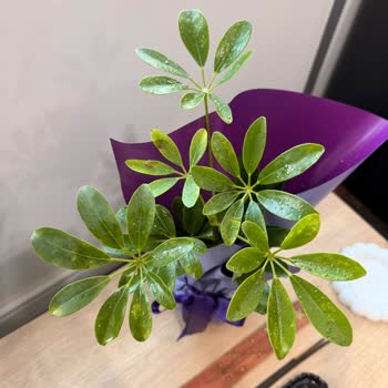 Lemon Schefflera Görseline Uymayan Kurumuş Ve Yanlış Boyutta Çiçek Teslimatı