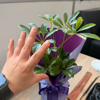 Lemon Schefflera Görseline Uymayan Kurumuş Ve Yanlış Boyutta Çiçek Teslimatı