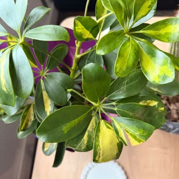 Lemon Schefflera Görseline Uymayan Kurumuş Ve Yanlış Boyutta Çiçek Teslimatı