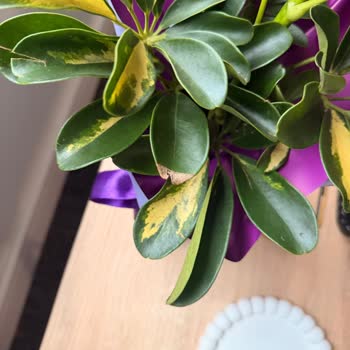 Lemon Schefflera Görseline Uymayan Kurumuş Ve Yanlış Boyutta Çiçek Teslimatı