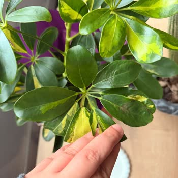 Lemon Schefflera Görseline Uymayan Kurumuş Ve Yanlış Boyutta Çiçek Teslimatı