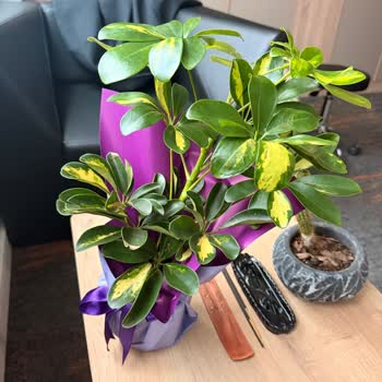 Lemon Schefflera Görseline Uymayan Kurumuş Ve Yanlış Boyutta Çiçek Teslimatı