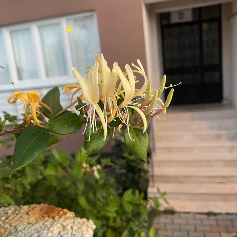 Kendi Kendine Kanal Ve Ses Değiştiren Televizyon İçin Ürün Değişimi Talebi