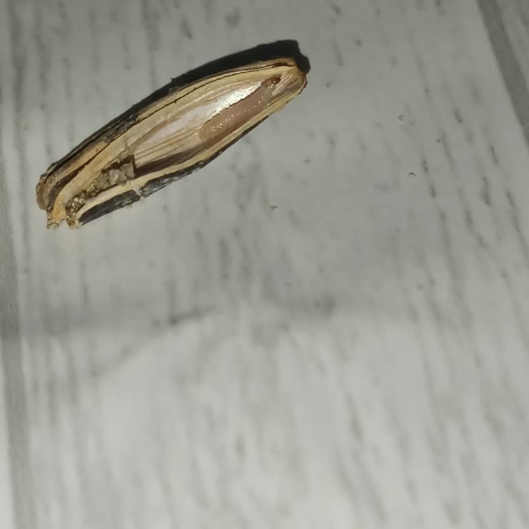 Adembaba Kuruyemiş Tuzlu Ayçiçeği Çekirdeğinde Kurtçuk