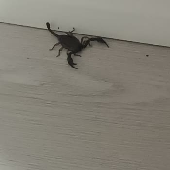 Erkanlar Group Binasındaki Delikler Ve Açıklıklar Haşere Girişine Ve Elektrik Arızasına Neden Oluyor