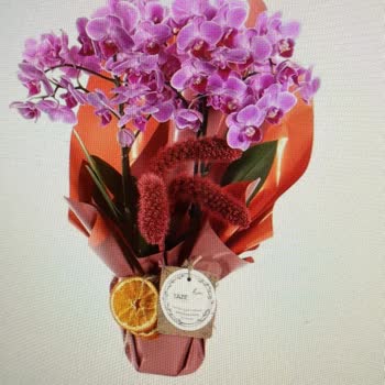 Görseldeki Orkide Gönderilen Ürünle Uyuşmuyor, Tekrarlanan Hayal Kırıklığı