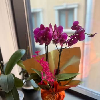 Görseldeki Orkide Gönderilen Ürünle Uyuşmuyor, Tekrarlanan Hayal Kırıklığı