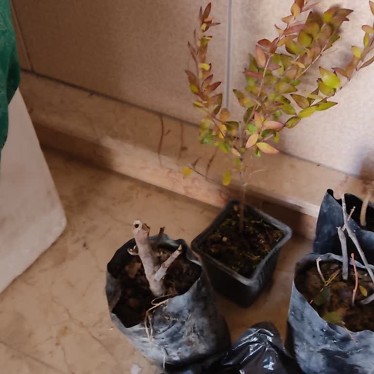 Mut Birlik Tarım Eksik Ve Hatalı Ürünler!