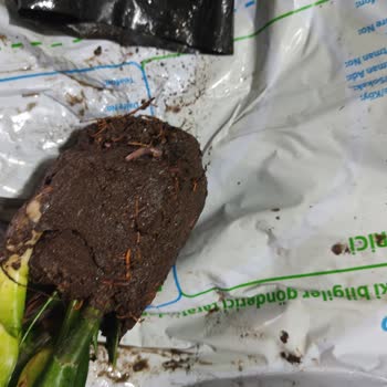 Hepsiburada'dan Çamurlu Ve Kurtlu Bitki Ürünün İade Sorunu