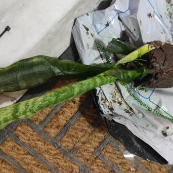 Hepsiburada'dan Çamurlu Ve Kurtlu Bitki Ürünün İade Sorunu