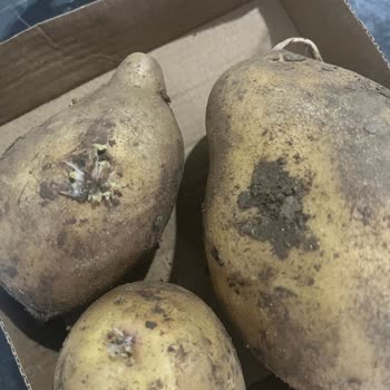 Tarihi Geçmiş Organik Ürünler Ve Yanıtsız Canlı Destek