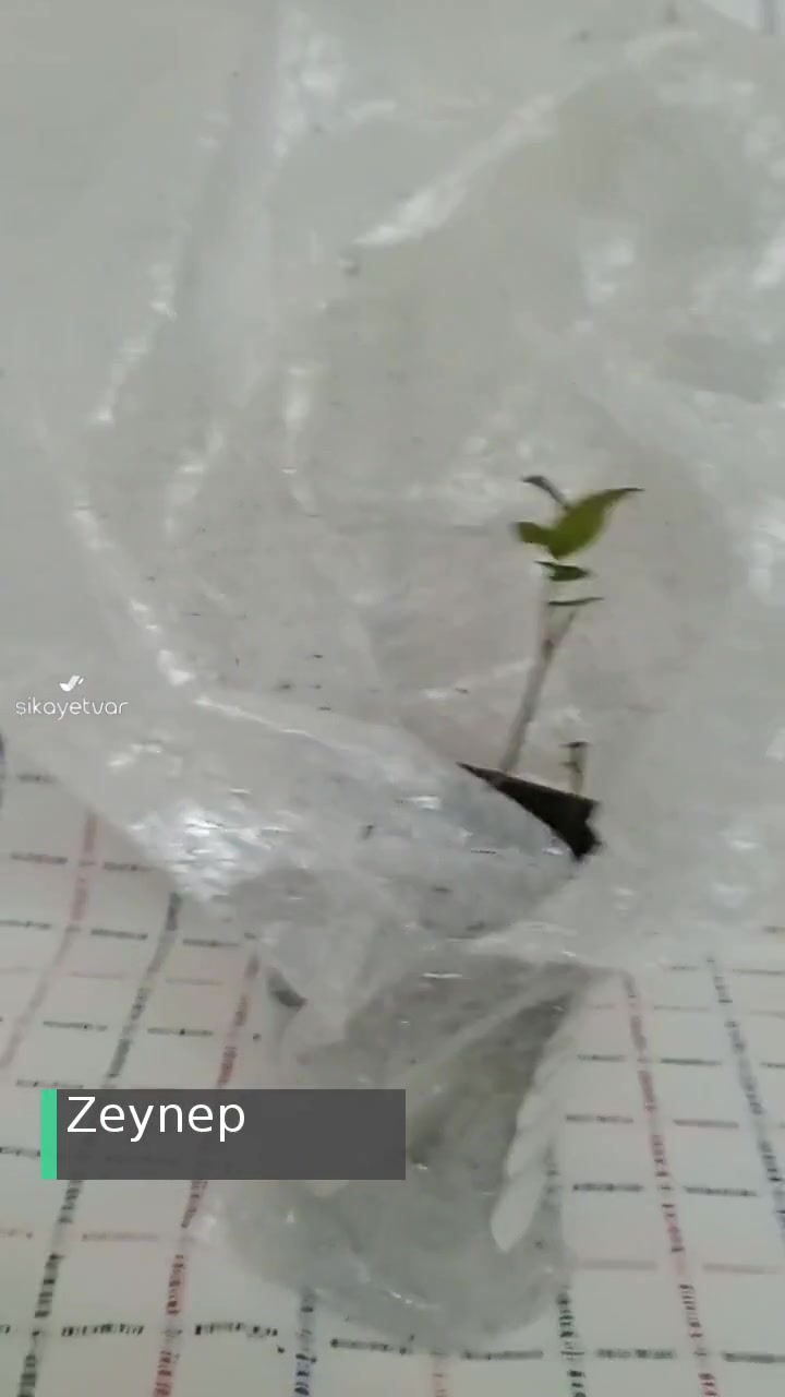 Fest Danışmanlık Ve Depolama Yaban Mersini Fide Mağduriyeti videonun kapak resmi