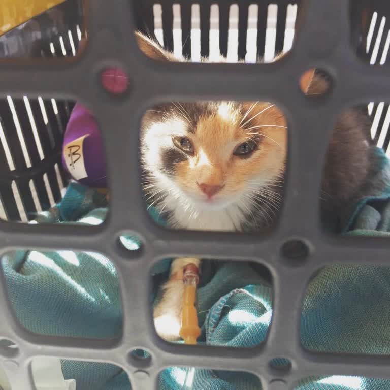 Şanslı Pati Veteriner Kliniği Yanlış Antibiyotik Tedavisiyle Kedimin Neredeyse Ölmesi