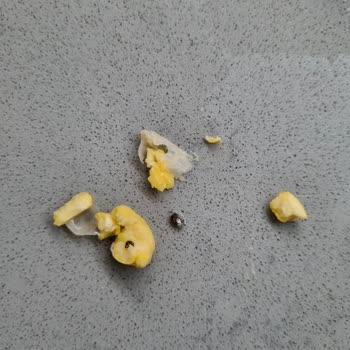 Organik Nohutta Böcek Çıkması Hijyen Endişesi Ve Para İadesi Talebi