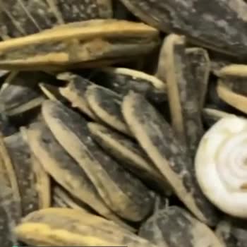Çerezya Çekirdeği Tabağa Koyduk İçinden Salyangoz Çıktı!