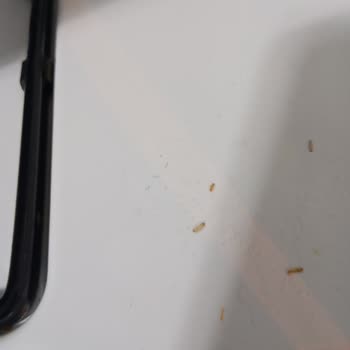 Oba Makarna’nın Minik Düdük Makarna Paketi Kurtlu Çıktı, Sağlık Endişesi Oluşturuyor