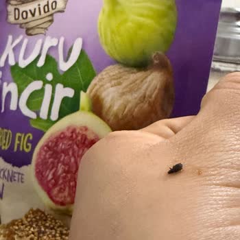 Kuru İncirde Böcek Tespiti Gıda Güvenliğini Tehlikeye Atıyor