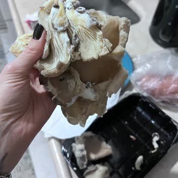 Küflü Ürün Satışı Ve Gıda Güvenliği İhmali