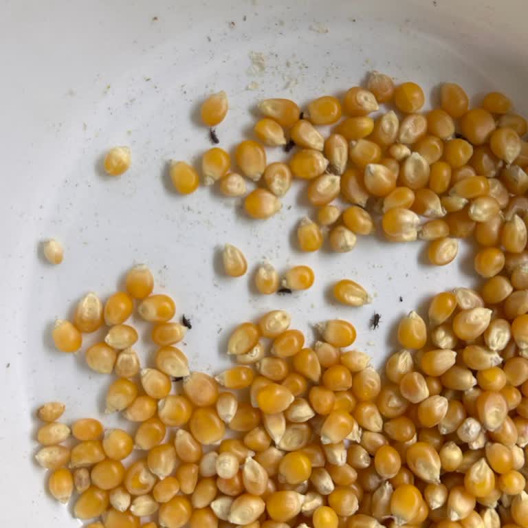 Migros Tat Bakliyat Patlayan Mısırda Böcek Sorunu