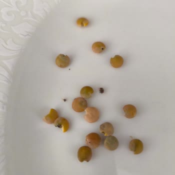 Böcekli Organik Mercimek Çocuk Sağlığına Tehdit