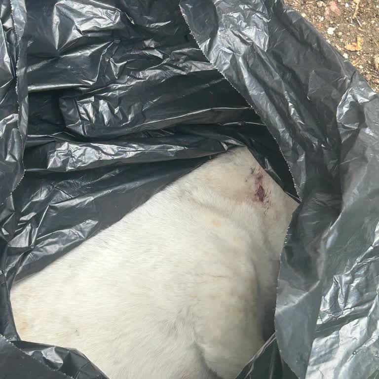 Başakşehir Belediyesi Hayvan Hastanesi Şikayeti