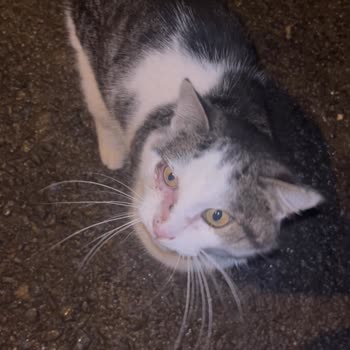 Altınordu Belediyesi Sokak Kedisini Tedavisi Bitmeden Serbest Bıraktı