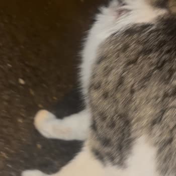 Altınordu Belediyesi Sokak Kedisini Tedavisi Bitmeden Serbest Bıraktı