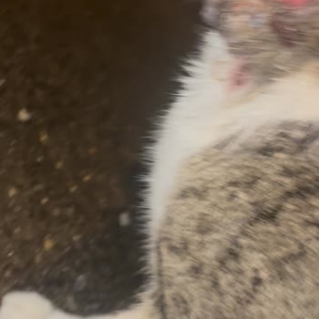 Altınordu Belediyesi Sokak Kedisini Tedavisi Bitmeden Serbest Bıraktı