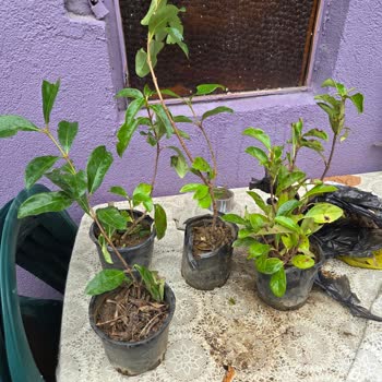 Fidancıdan Yanlış Ürün Gönderildi Kartopu Çiçeği Yerine Bahçe Çıtı